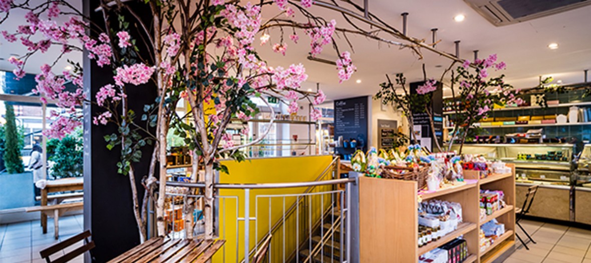 Bluebird Chelsea